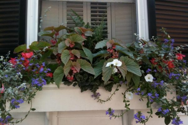 Earthworks-Nantucket-landscaping-our-work-portfolio-window-boxes-container-gardens-3